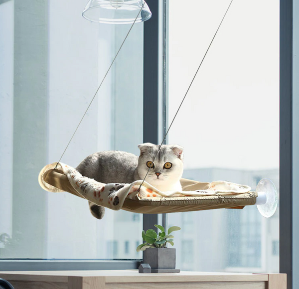 Cat Sunbathing Window Perch ☀️